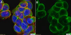 Anti-FPR1 Antibody, clone 1D14 ZooMAb&#174; Rabbit Monoclonal recombinant, expressed in HEK 293 cells