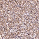 Anti-ACTB antibody produced in rabbit Prestige Antibodies&#174; Powered by Atlas Antibodies, affinity isolated antibody, buffered aqueous glycerol solution