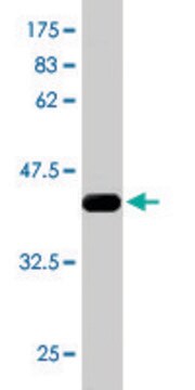 Monoclonal Anti-RPS6KA6 antibody produced in mouse clone 3E2, ascites fluid, solution