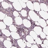 Anti-MKI67 antibody produced in rabbit Ab2, Prestige Antibodies&#174; Powered by Atlas Antibodies, affinity isolated antibody, buffered aqueous glycerol solution