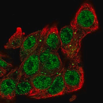 Anti-SIAH2 antibody produced in rabbit Prestige Antibodies&#174; Powered by Atlas Antibodies, affinity isolated antibody