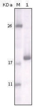 Monoclonal Anti-DDR2 antibody produced in mouse clone 3B11E4, ascites fluid