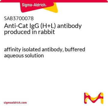 Anti-Cat IgG (H+L) antibody produced in rabbit affinity isolated antibody, buffered aqueous solution