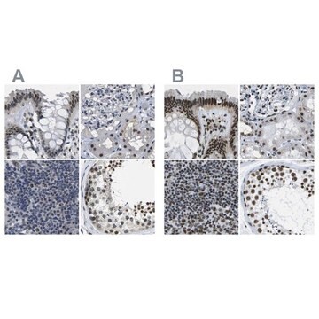 Anti-NSRP1 antibody produced in rabbit Prestige Antibodies&#174; Powered by Atlas Antibodies, affinity isolated antibody, buffered aqueous glycerol solution