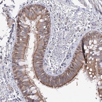 Anti-LRRC14B antibody produced in rabbit Prestige Antibodies&#174; Powered by Atlas Antibodies, affinity isolated antibody, buffered aqueous glycerol solution