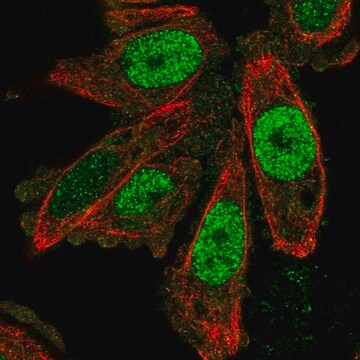 Anti-SCAND1 antibody produced in rabbit Prestige Antibodies&#174; Powered by Atlas Antibodies, affinity isolated antibody