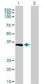 Monoclonal Anti-ELAVL4 antibody produced in mouse clone 6B9, purified immunoglobulin, buffered aqueous solution