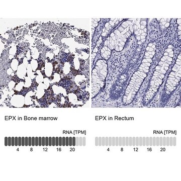 Anti-EPX antibody produced in rabbit Prestige Antibodies&#174; Powered by Atlas Antibodies, affinity isolated antibody, buffered aqueous glycerol solution