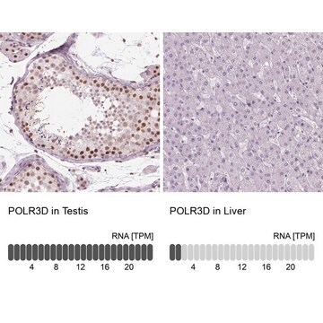 Anti-POLR3D antibody produced in rabbit Prestige Antibodies&#174; Powered by Atlas Antibodies, affinity isolated antibody, buffered aqueous glycerol solution