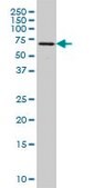 Monoclonal Anti-FGR antibody produced in mouse clone 3G10, purified immunoglobulin, buffered aqueous solution
