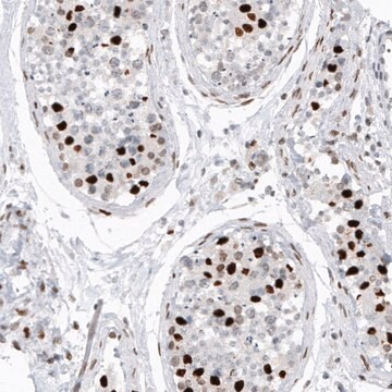 Monoclonal Anti-H2AFY2 antibody produced in mouse Prestige Antibodies&#174; Powered by Atlas Antibodies, clone CL5263, purified immunoglobulin, buffered aqueous glycerol solution