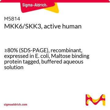 MKK6/SKK3, active human &#8805;80% (SDS-PAGE), recombinant, expressed in E. coli, Maltose binding protein tagged, buffered aqueous solution