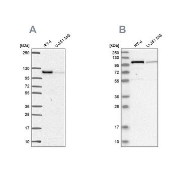 Anti-PRKD2 antibody produced in rabbit Prestige Antibodies&#174; Powered by Atlas Antibodies, affinity isolated antibody