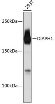 Anti-DIAPH1 antibody produced in rabbit