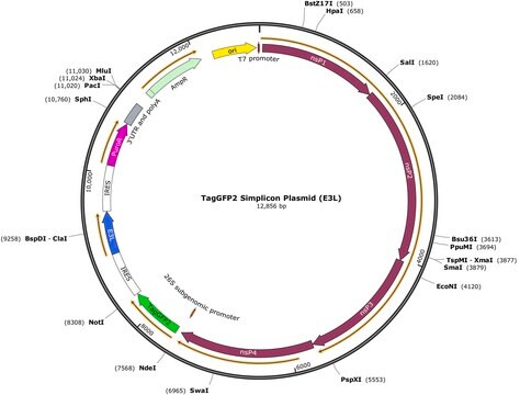 TagGFP2 Simplicon&#174; Plasmid (E3L) To determine optimal transfection conditions to express the self-replicating RNA of your interest through using Simplicon Cloning Vector (E3L) (Part #:SCR724) in hard-to- transfect somatic or primary cells