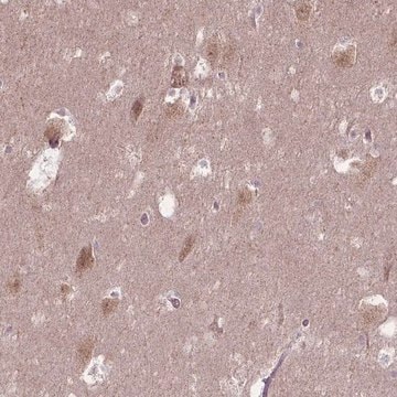 Anti-TMEM135 antibody produced in rabbit Prestige Antibodies&#174; Powered by Atlas Antibodies, affinity isolated antibody, buffered aqueous glycerol solution