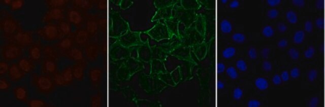 Anti-monomethyl Histone H4 (Lys20), Alexa Fluor&#8482; 555 conjugate from rabbit, ALEXA FLUOR&#8482; 555