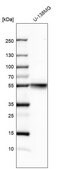 Anti-TUBB antibody produced in rabbit Prestige Antibodies&#174; Powered by Atlas Antibodies, affinity isolated antibody, buffered aqueous glycerol solution