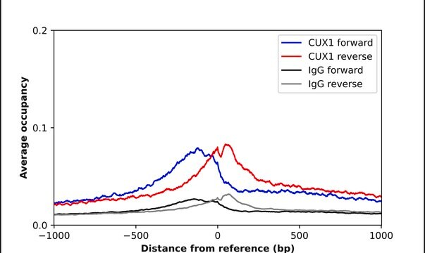 Anti-CUX1 antibody produced in rabbit Prestige Antibodies&#174; Powered by Atlas Antibodies, affinity isolated antibody, buffered aqueous glycerol solution