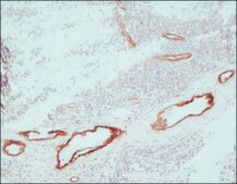 ExtrAvidin&#174;&#8722;Peroxidase buffered aqueous solution