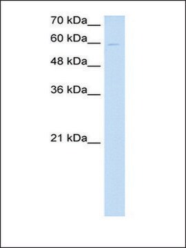 Anti-NPNT antibody produced in rabbit affinity isolated antibody