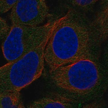 Anti-LIPE antibody produced in rabbit Prestige Antibodies&#174; Powered by Atlas Antibodies, affinity isolated antibody