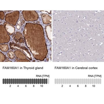 Anti-FAM160A1 antibody produced in rabbit Prestige Antibodies&#174; Powered by Atlas Antibodies, affinity isolated antibody, buffered aqueous glycerol solution