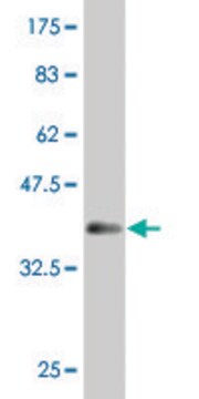 ANTI-MAZ antibody produced in mouse clone 3B1, purified immunoglobulin, buffered aqueous solution