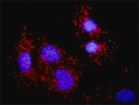 Monoclonal Anti-BLNK antibody produced in mouse clone 1D7, purified immunoglobulin, buffered aqueous solution