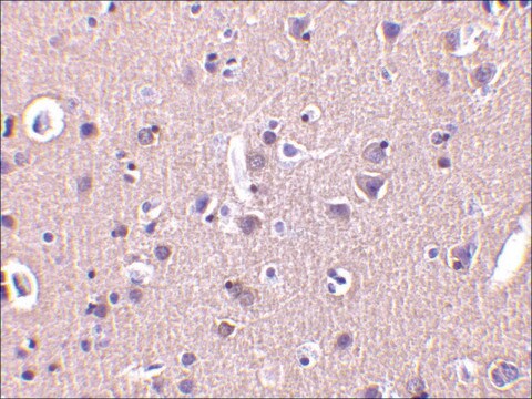 Anti-CRMP1 antibody produced in rabbit affinity isolated antibody, buffered aqueous solution