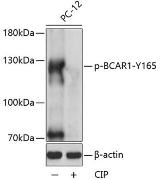 Anti-Phospho-BCAR1-Y165 antibody produced in rabbit