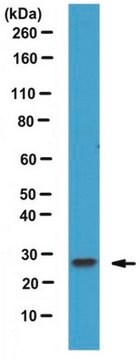 Anti-Rab27B Antibody serum, from rabbit