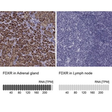 Anti-FDXR antibody produced in rabbit Prestige Antibodies&#174; Powered by Atlas Antibodies, affinity isolated antibody, buffered aqueous glycerol solution