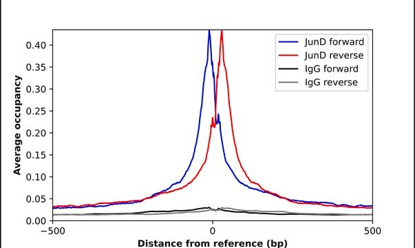Anti-JUND antibody produced in rabbit Prestige Antibodies&#174; Powered by Atlas Antibodies, affinity isolated antibody, buffered aqueous glycerol solution