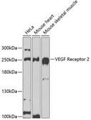 Anti-VEGF Receptor 2 antibody produced in rabbit