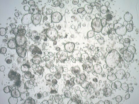 3dGRO Colon Intestinal Organoids, Age 63 (Prep ht-103-C)