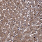 Anti-GCLC antibody produced in rabbit Prestige Antibodies&#174; Powered by Atlas Antibodies, affinity isolated antibody, buffered aqueous glycerol solution