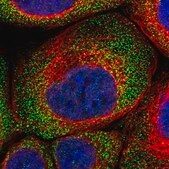 Anti-GIGYF1 antibody produced in rabbit Prestige Antibodies&#174; Powered by Atlas Antibodies, affinity isolated antibody, buffered aqueous glycerol solution, Ab1