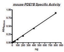 PDE7B active mouse recombinant, expressed in baculovirus infected Sf9 cells, &#8805;65% (SDS-PAGE)