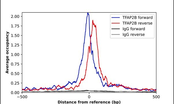 Anti-TFAP2B antibody produced in rabbit Prestige Antibodies&#174; Powered by Atlas Antibodies, affinity isolated antibody, buffered aqueous glycerol solution