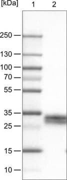 Monoclonal Anti-THY1 antibody produced in mouse Prestige Antibodies&#174; Powered by Atlas Antibodies, clone CL1028, purified immunoglobulin, buffered aqueous glycerol solution