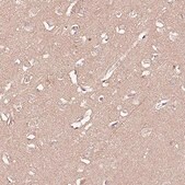 Anti-PGLYRP2 antibody produced in rabbit Prestige Antibodies&#174; Powered by Atlas Antibodies, affinity isolated antibody, buffered aqueous glycerol solution