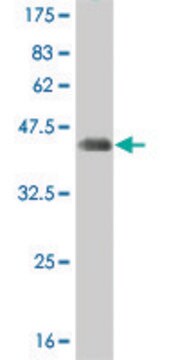 ANTI-T antibody produced in mouse clone 2A12, purified immunoglobulin, buffered aqueous solution