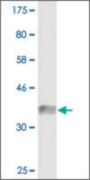 Monoclonal Anti-CLASP1 antibody produced in mouse clone 6E10, purified immunoglobulin, buffered aqueous solution