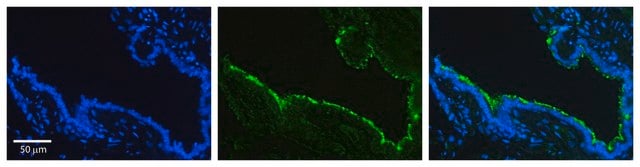 Anti-HSP90B1 antibody produced in rabbit affinity isolated antibody