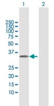 Anti-MLF1 antibody produced in rabbit purified immunoglobulin, buffered aqueous solution