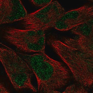 Anti-PKNOX2 antibody produced in rabbit Prestige Antibodies&#174; Powered by Atlas Antibodies, affinity isolated antibody
