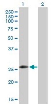 Anti-ZNF266 antibody produced in rabbit purified immunoglobulin, buffered aqueous solution