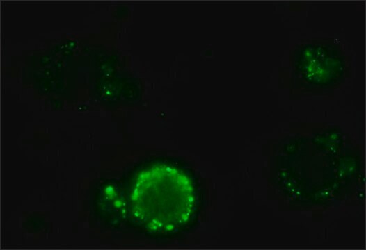 Anti-Dog IgG (whole molecule)–FITC antibody produced in rabbit IgG fraction of antiserum, buffered aqueous solution