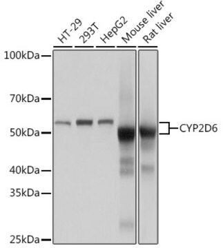 Anti-CYP2D6 Antibody, clone 1X3F0, Rabbit Monoclonal